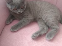5 Aylık British Longhair Yavru Kedimiz Sahiplendirme
