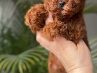 Karakteri ve Görünüşüyle Özel Poodle
