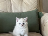 Teslime Hazır Safkan Bebeğim