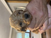 Kore minik poodle bebeğimiz