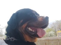 Erkek Rottweiller