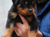 Şecereli şampiyon rottweiler yavrular