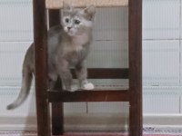 2 adet scottish fold kedi biri gri renk diğeri kırçıllı