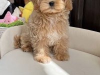 Maltipoo Saf