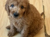 MUTLU YAVRU KÖPEKLER