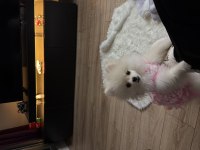 Pomeranian Boo 6 Aylık Dişi