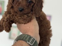 Petmode köpek çiftlğinde ziyarete açık kore toy poodle