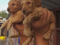 Süper toy poodle bebişler