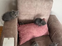 British shorthair kedimiz