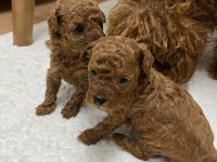 Anne babadan garantili 1,5 aylık toy poodle