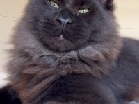 Her ile bizzat teslim anne ve baba şampiyon maine coon