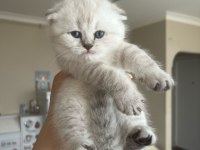 Scottish fold benim yeni ailem olur musunuz