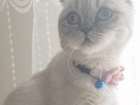 1 yaşındaki dişi scottish fold kedimizi sahiplendiriyoruz