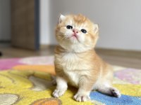 Golden ny12 erkek british shorthair