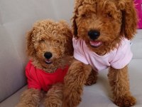 Yavru toy poodle