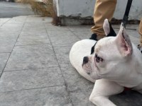 French bulldog yavrular ırk sağlık garantili