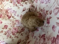 Toy Poodle Yavru
