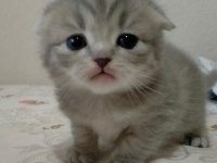 Scottish fold dişi yavrularım