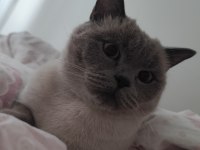 British shorthair blue point 2 yaşında