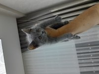 Safkan British shorthair erkek yavru kedi