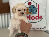 Ruhsatlı çiftlikde ziyarete açık tea cup kore maltipoo
