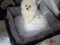 Pomeranian teacup erkek