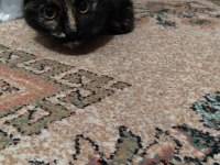 ÇOK ACİL KEDİ SAHİPLENDİRME