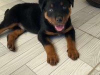 KOCA KAFA ANNE BABADAN KALITELI KÖPEKLER KAÇMAZ