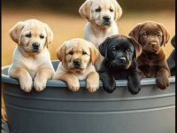 Simsiyah tüyleri iri patileriyle gerçek labrador