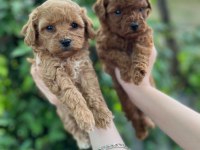 Güzel poodle bebekler
