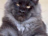 Her ile bizzat teslim anne ve baba şampiyon maine coon