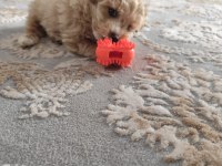 Oyun Delisi Maltipoo