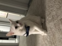 British shorthair beyaz 18 aylık