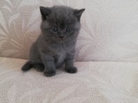 Mükemmel british shorthair bebekler ırk garantili