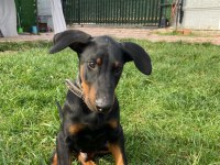 A kalite doberman köpekleri