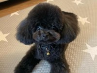 Özel Renk Black Maltipoo Kore Yavrular