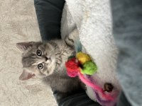 British Shorthair Scottish Fold yavrular
