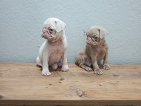 Pink Pug Mobs Bebekler