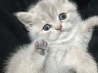 Yavrumuz iki aylık olmak üzere kırma değil exotic