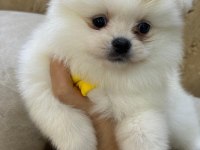 Irk Ve Sağlık Garantili Pomeranian Boo Bebekler