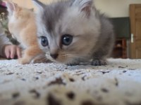 Safkan british shorthair bebişlerime yuva