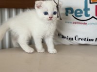Ankarada ziyarete açık beyaz mavi gözlü scottish fold