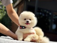 Sağlık Ve Irk Garantili Pomeranian