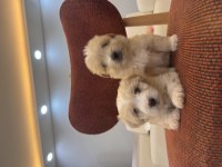 Minik maltipoo bebeklerim