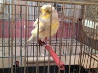 Yeni eşe atılmış takım gloster kanaryalar