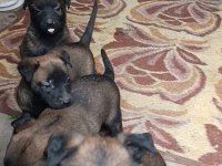 Belçika malinois