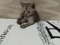 Scottish fold ve scottish straight yavrular 2 aylıklar