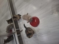 Ev ortamından sağlıklı yavru kediler