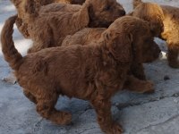 Red poodle köpekler