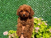 Irk Ve Sağlık Garantili Kore Toy Poodle Yavrular